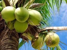 coconutzzzz OnlyFans profile picture