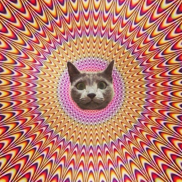 kittenkrazyy OnlyFans profile picture