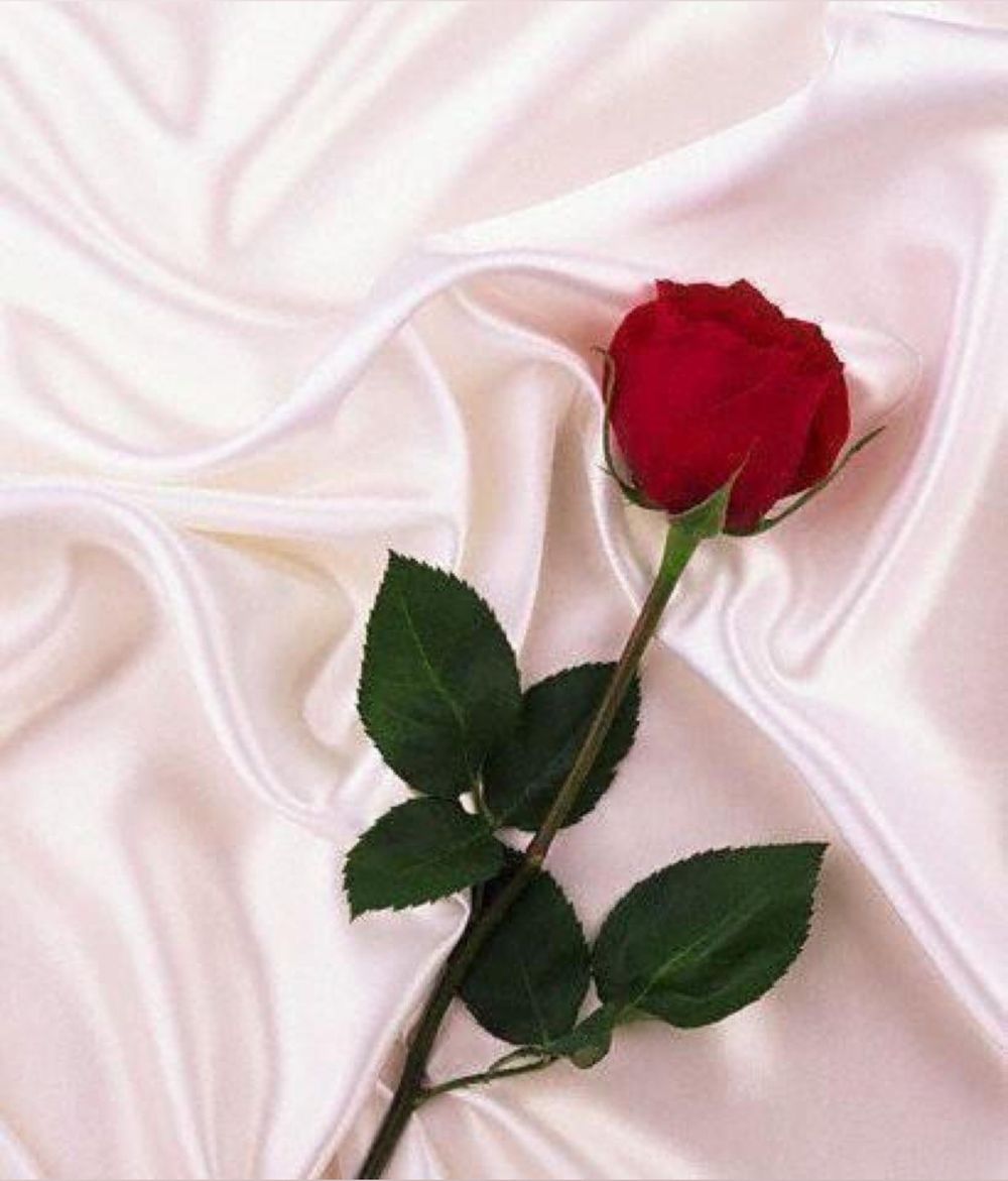 rosepetaldreams OnlyFans profile picture