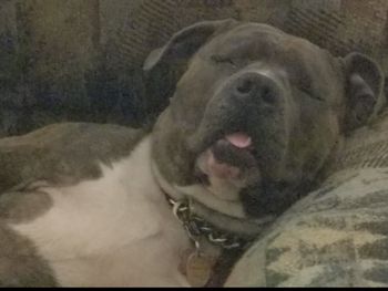 Ace The Bully