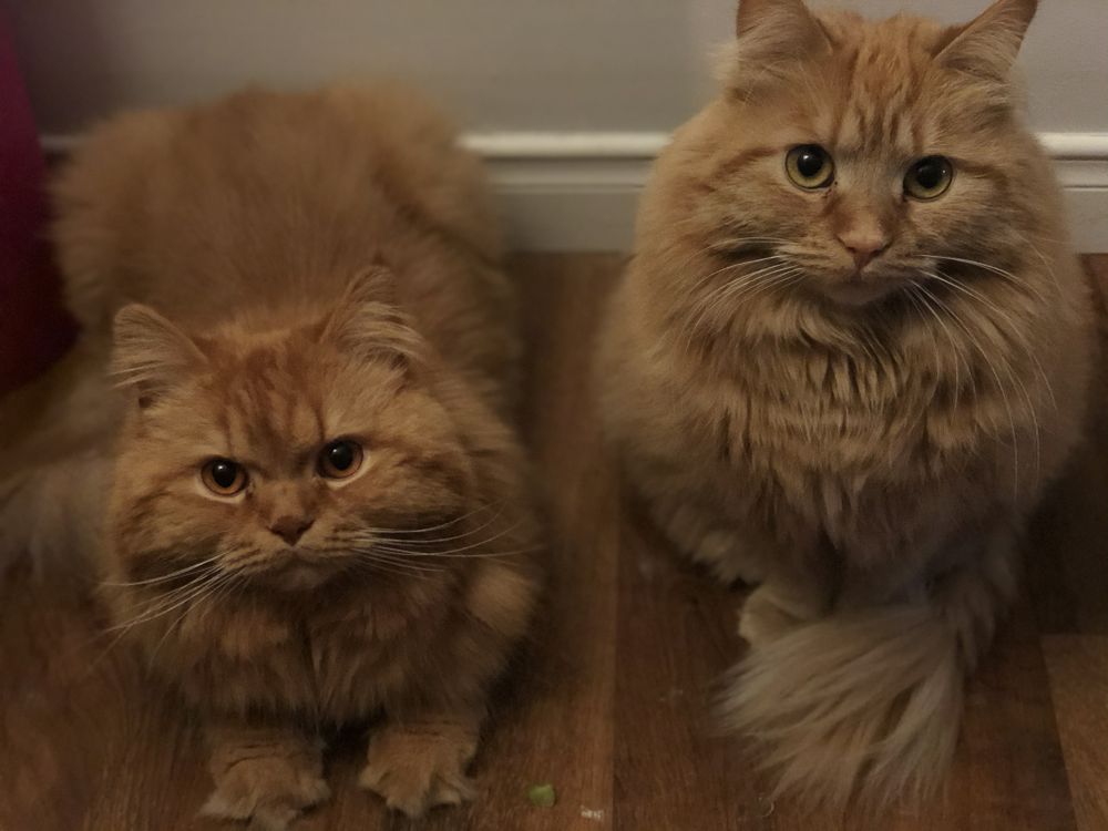 furrfamily OnlyFans profile picture