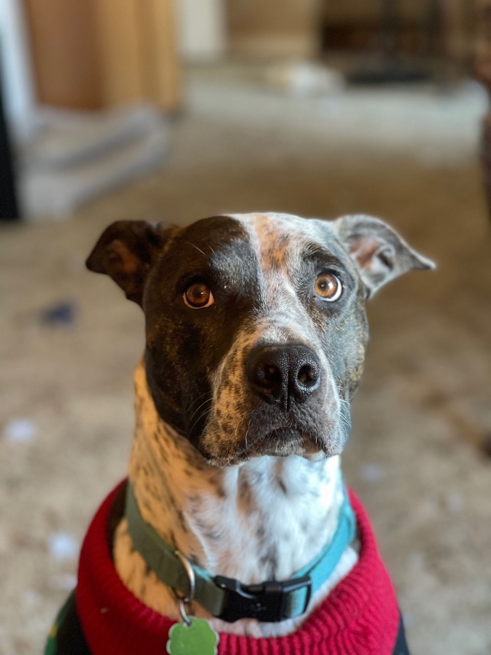 dogmom07 OnlyFans profile picture