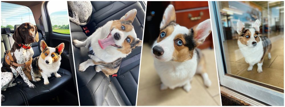 corgis OnlyFans profile picture