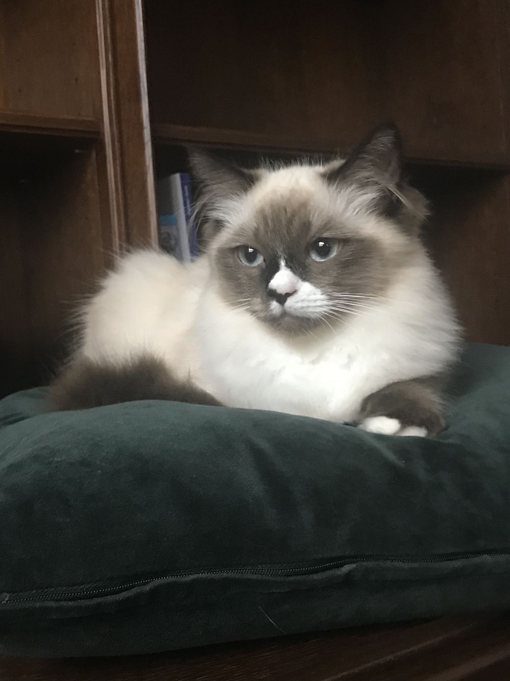 levifluffycat OnlyFans profile picture