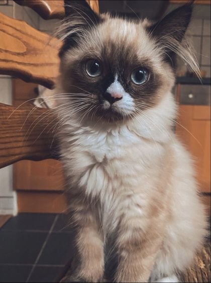levifluffycat OnlyFans picture