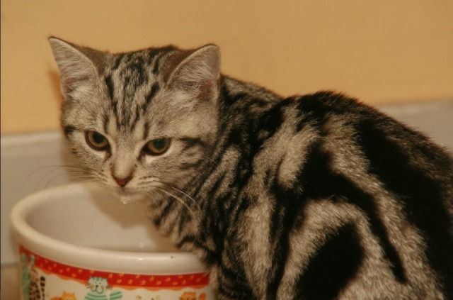 corpsecat OnlyFans profile picture