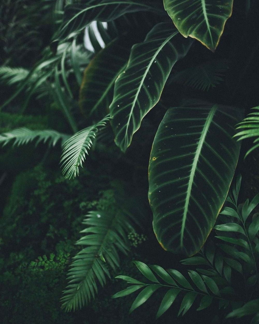 plantsplantsplants OnlyFans profile picture