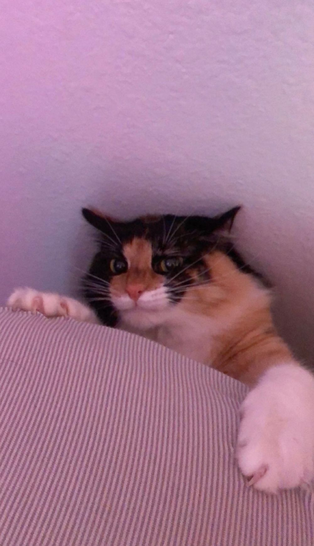 gingerandmister OnlyFans profile picture
