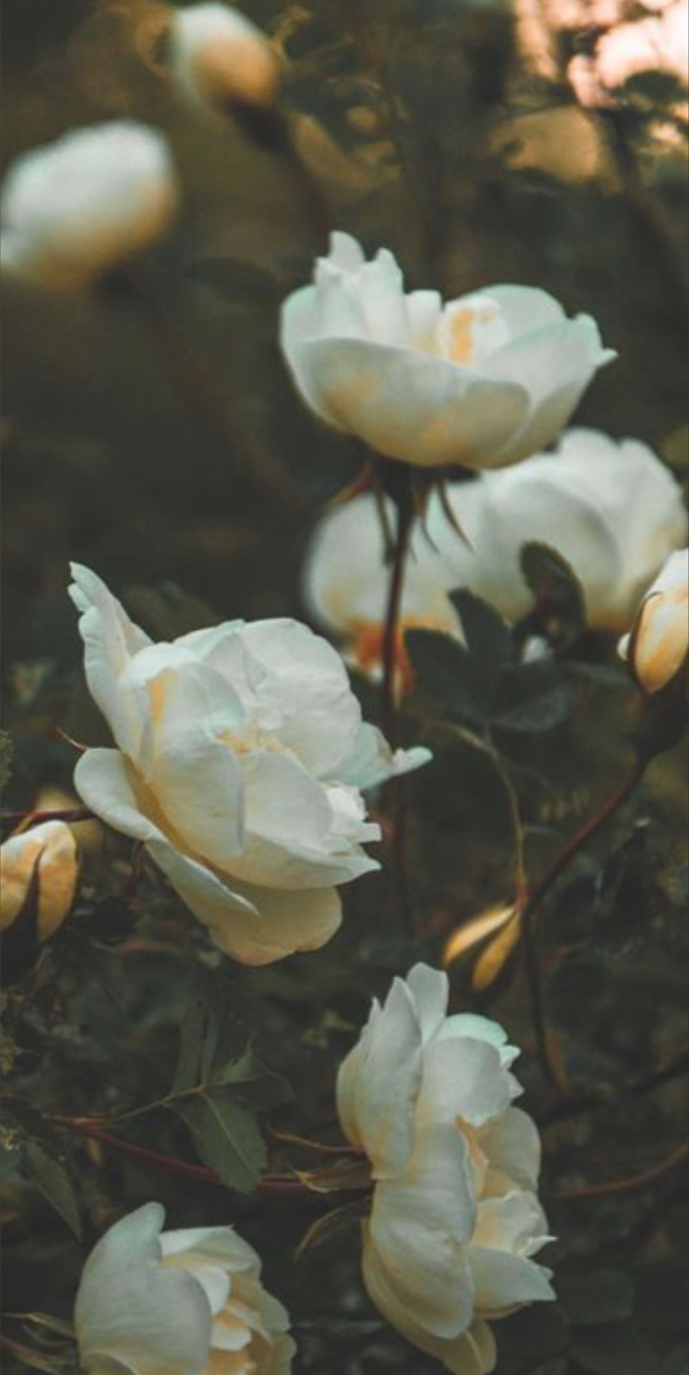 flowergirlfreak OnlyFans profile picture