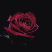 lilgirlrose OnlyFans profile picture