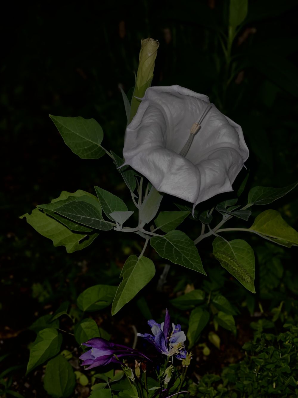 sukoshi_datura OnlyFans profile picture