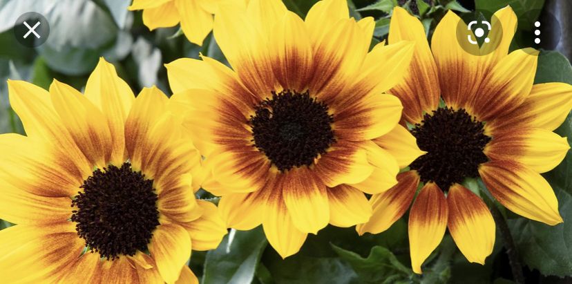 juciysunflower OnlyFans profile picture