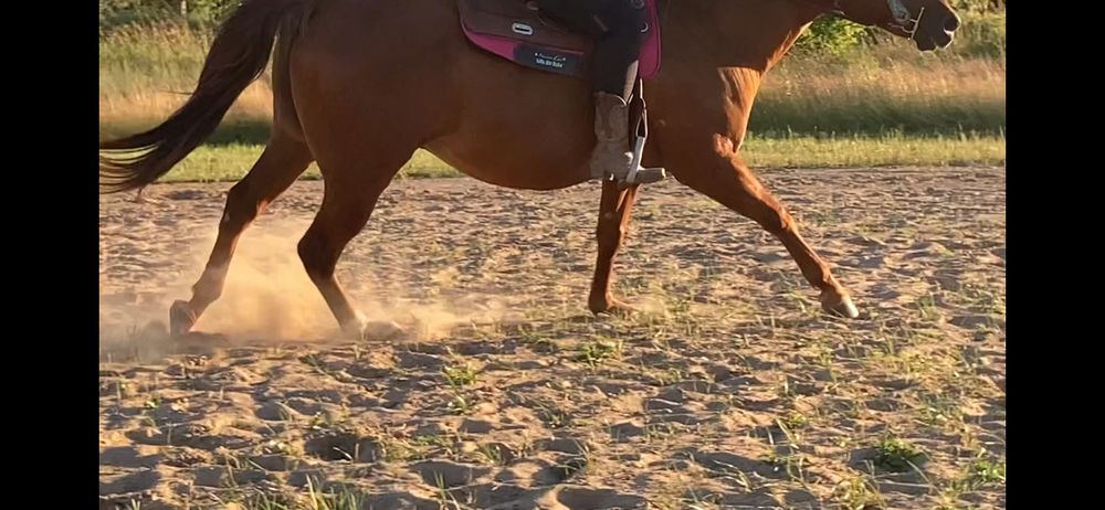 horsequeen OnlyFans profile picture