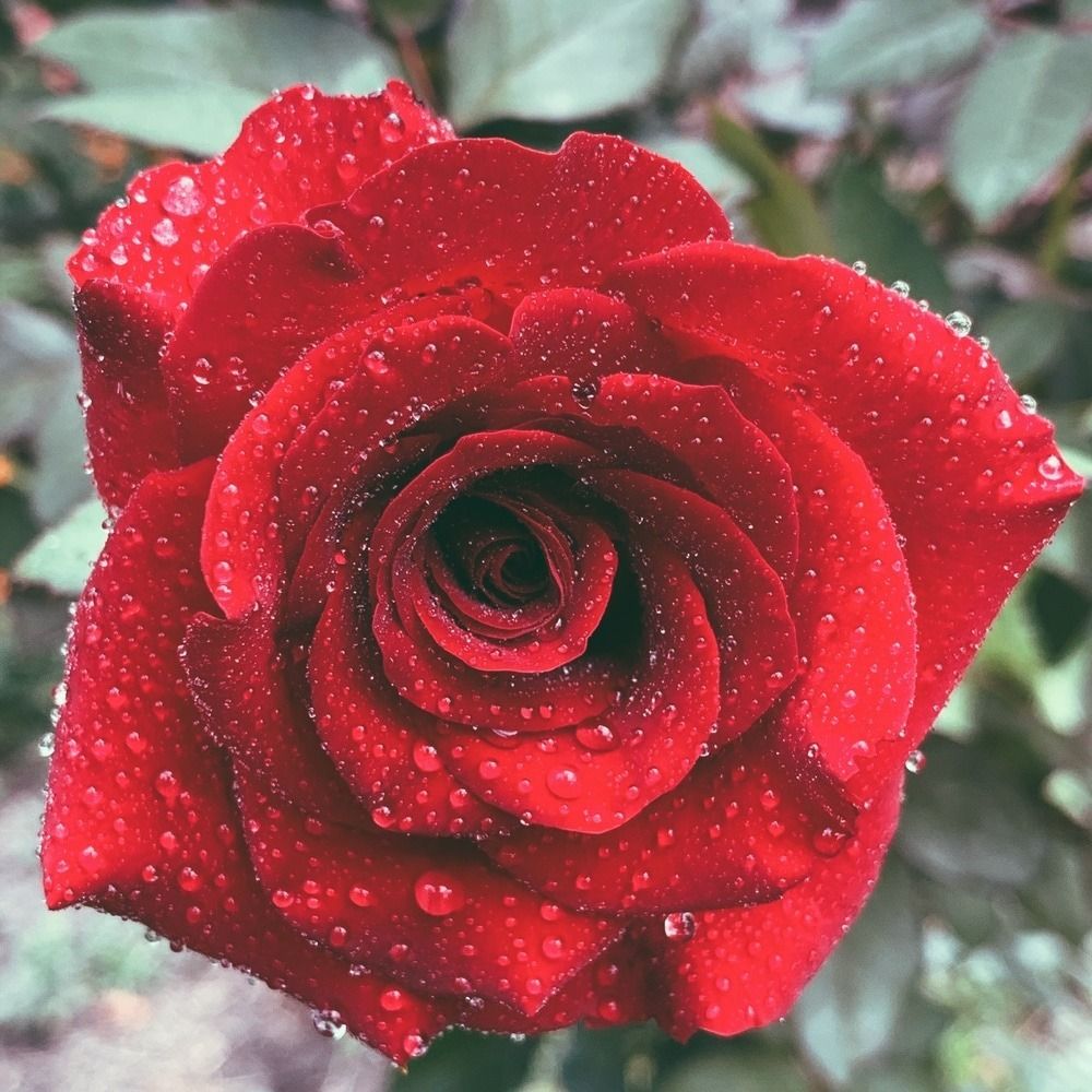 summerrose24 OnlyFans profile picture