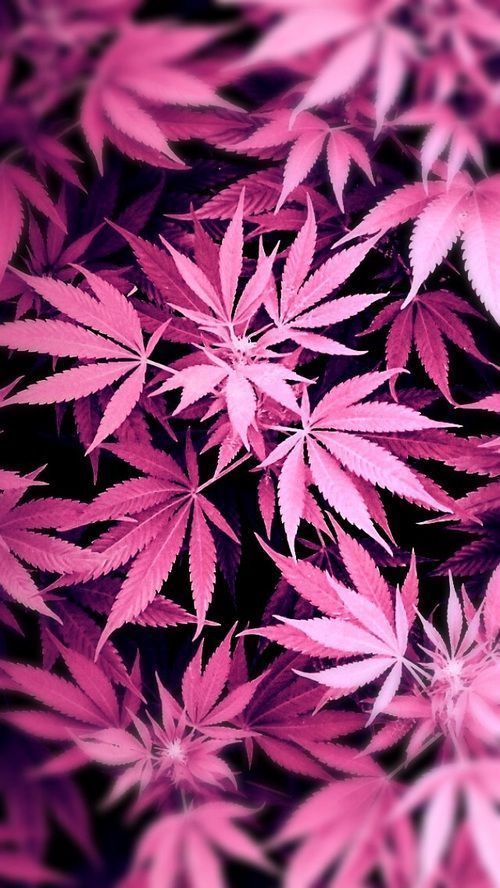 cannababecara OnlyFans profile picture