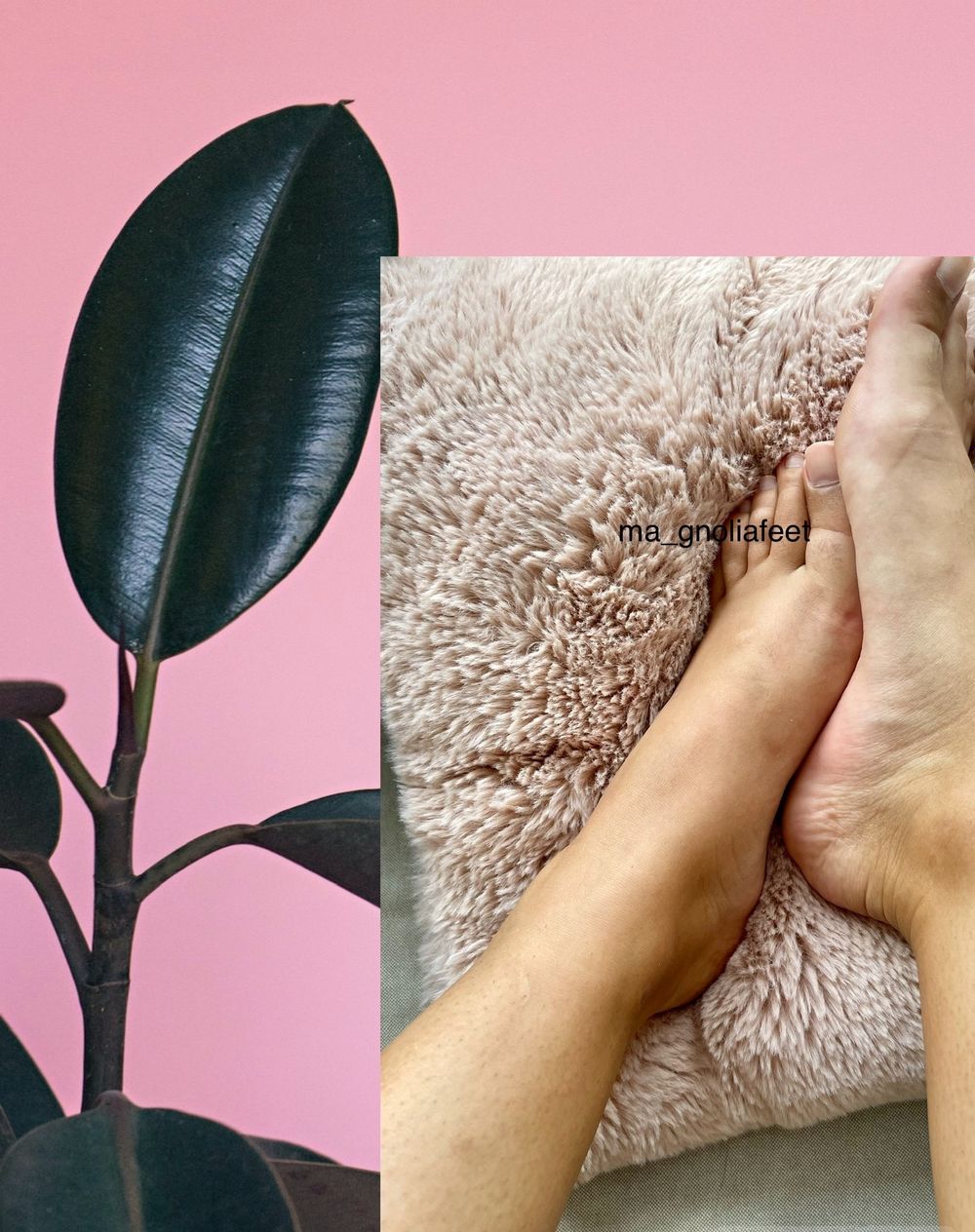 ma_gnoliafeetsweet OnlyFans profile picture
