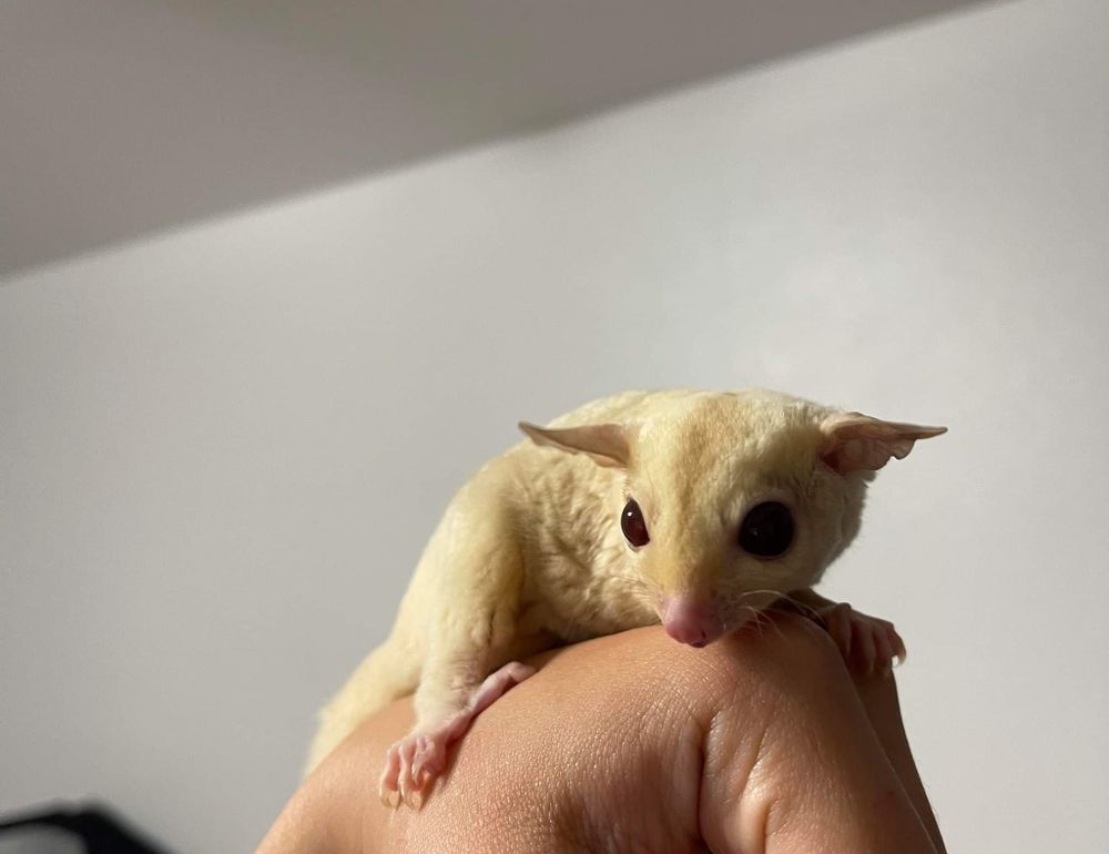 wingaasan OnlyFans profile picture