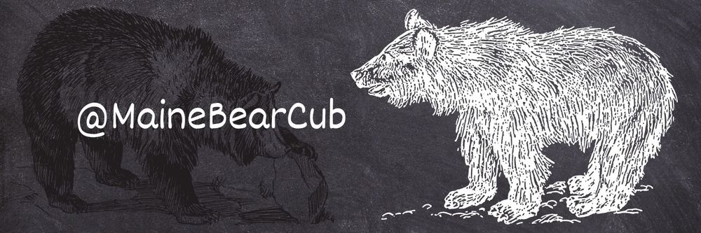 mainebearcub OnlyFans profile picture