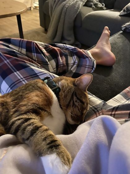 mollyspaws OnlyFans picture