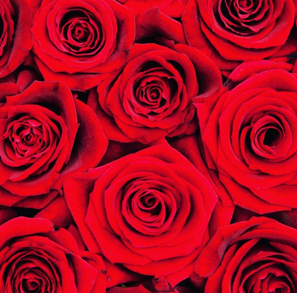 empressrose3 OnlyFans profile picture