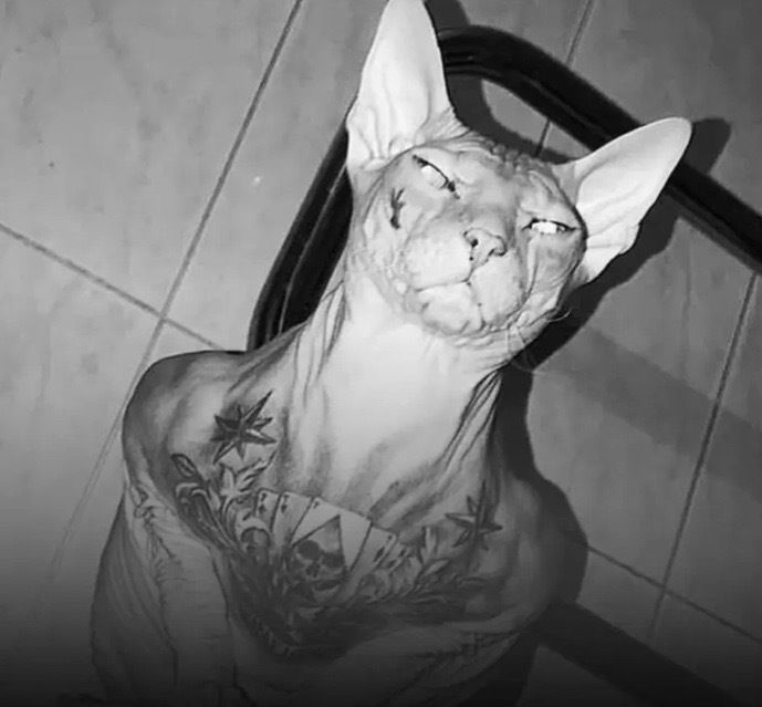 bongobill OnlyFans profile picture