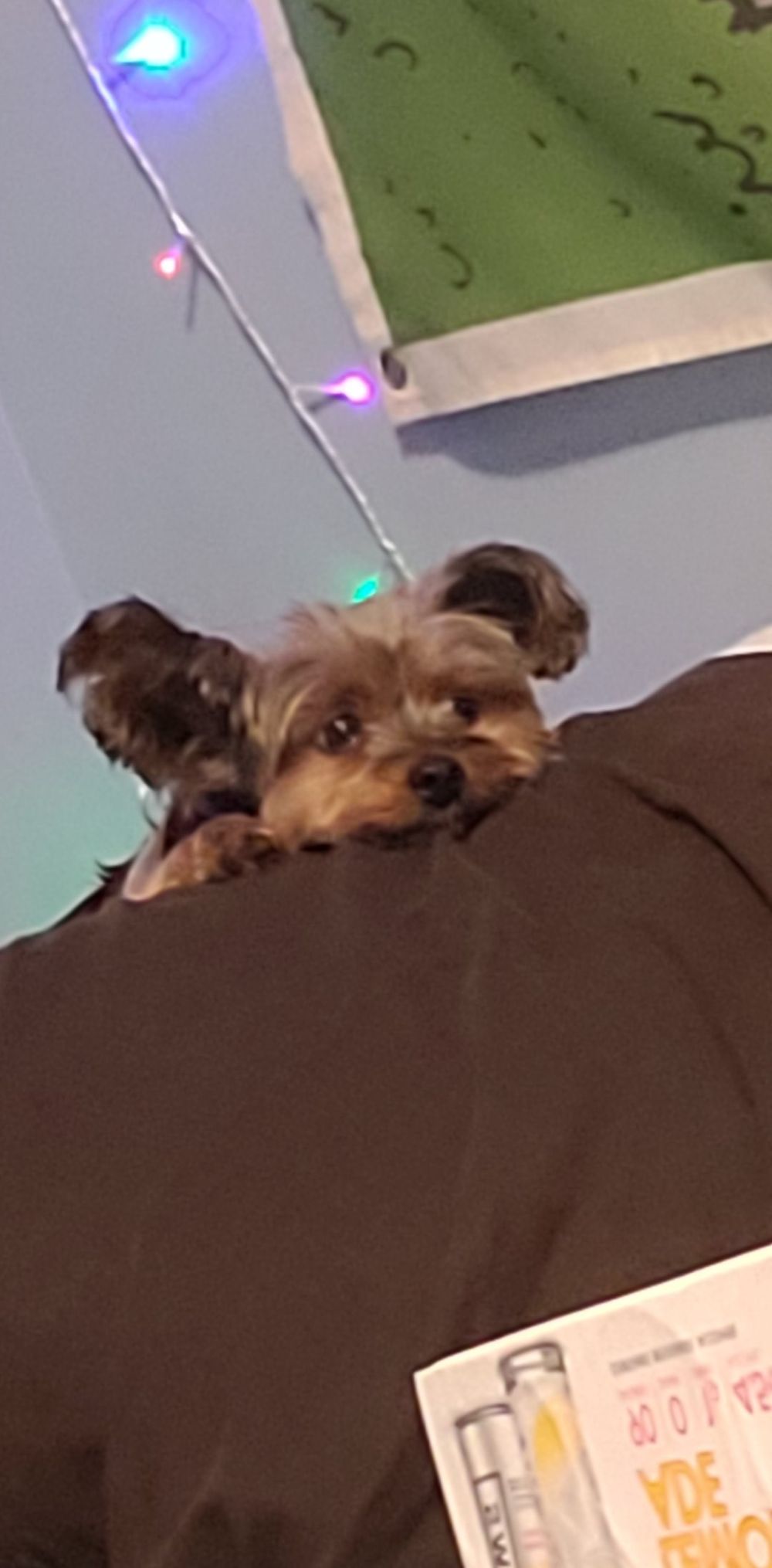 lookatmydog OnlyFans profile picture