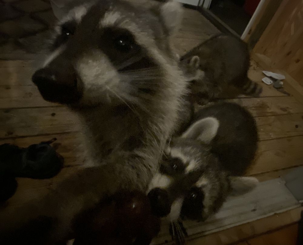 bignaturalraccs OnlyFans profile picture
