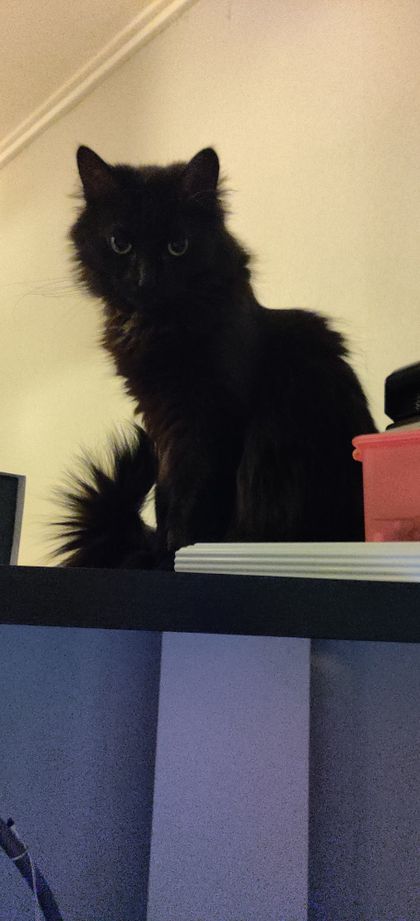 izzathecat OnlyFans picture