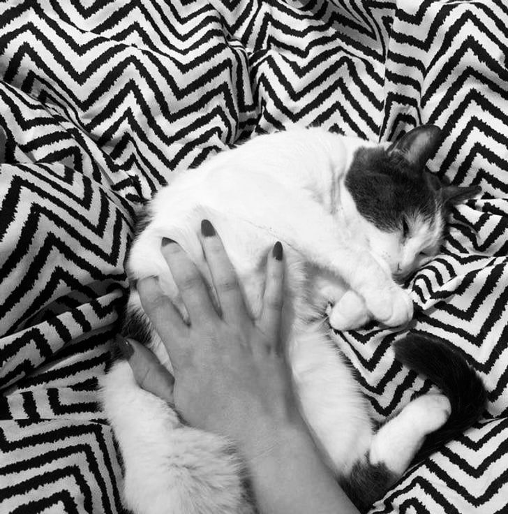 catlover4eva OnlyFans profile picture