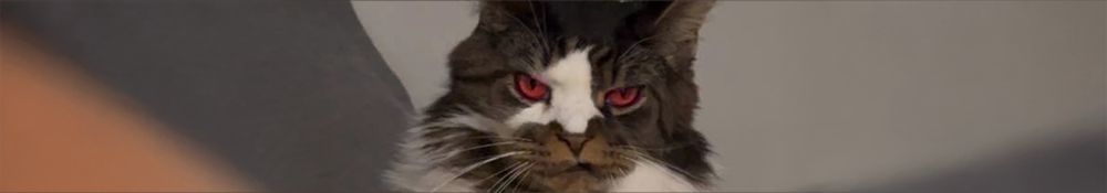majakitty OnlyFans profile picture