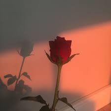 rosemarinavip2003 OnlyFans profile picture