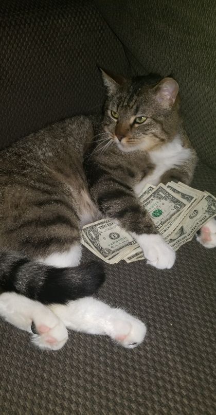 purrmarrion OnlyFans picture
