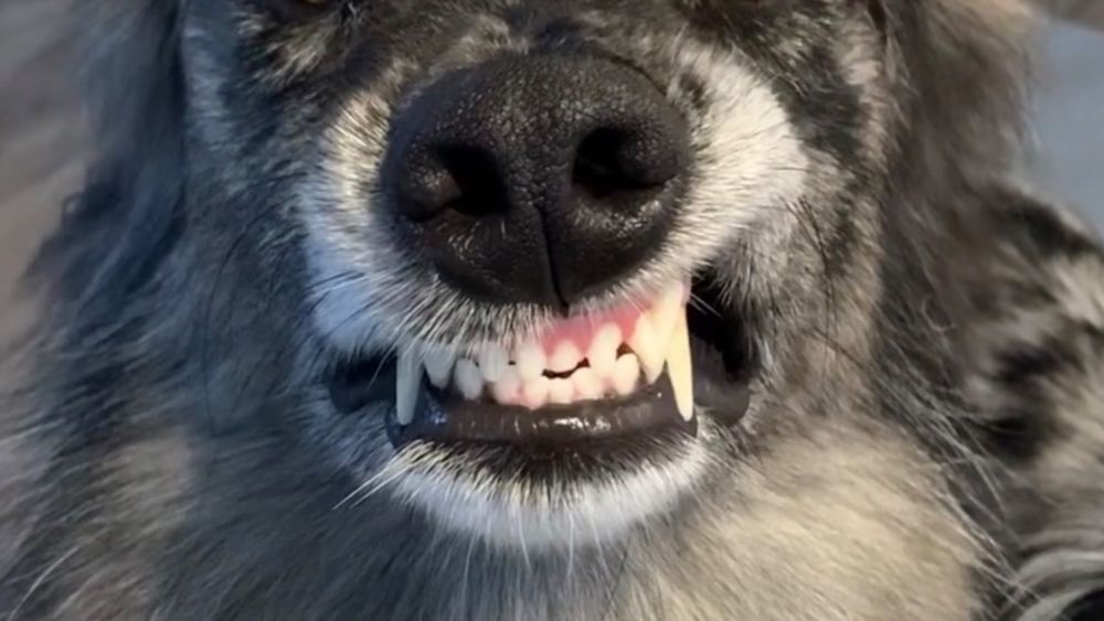 puppyfangs OnlyFans profile picture