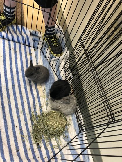 puppiesandbunnies OnlyFans picture