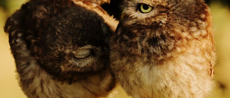 sleeplessowl OnlyFans profile picture