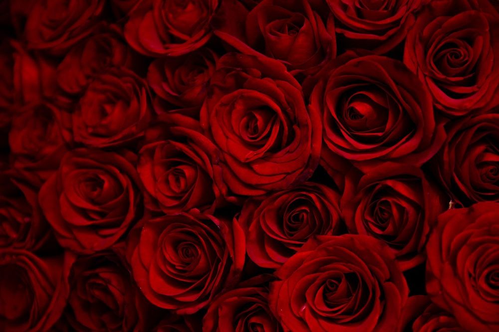 katana_rose OnlyFans profile picture