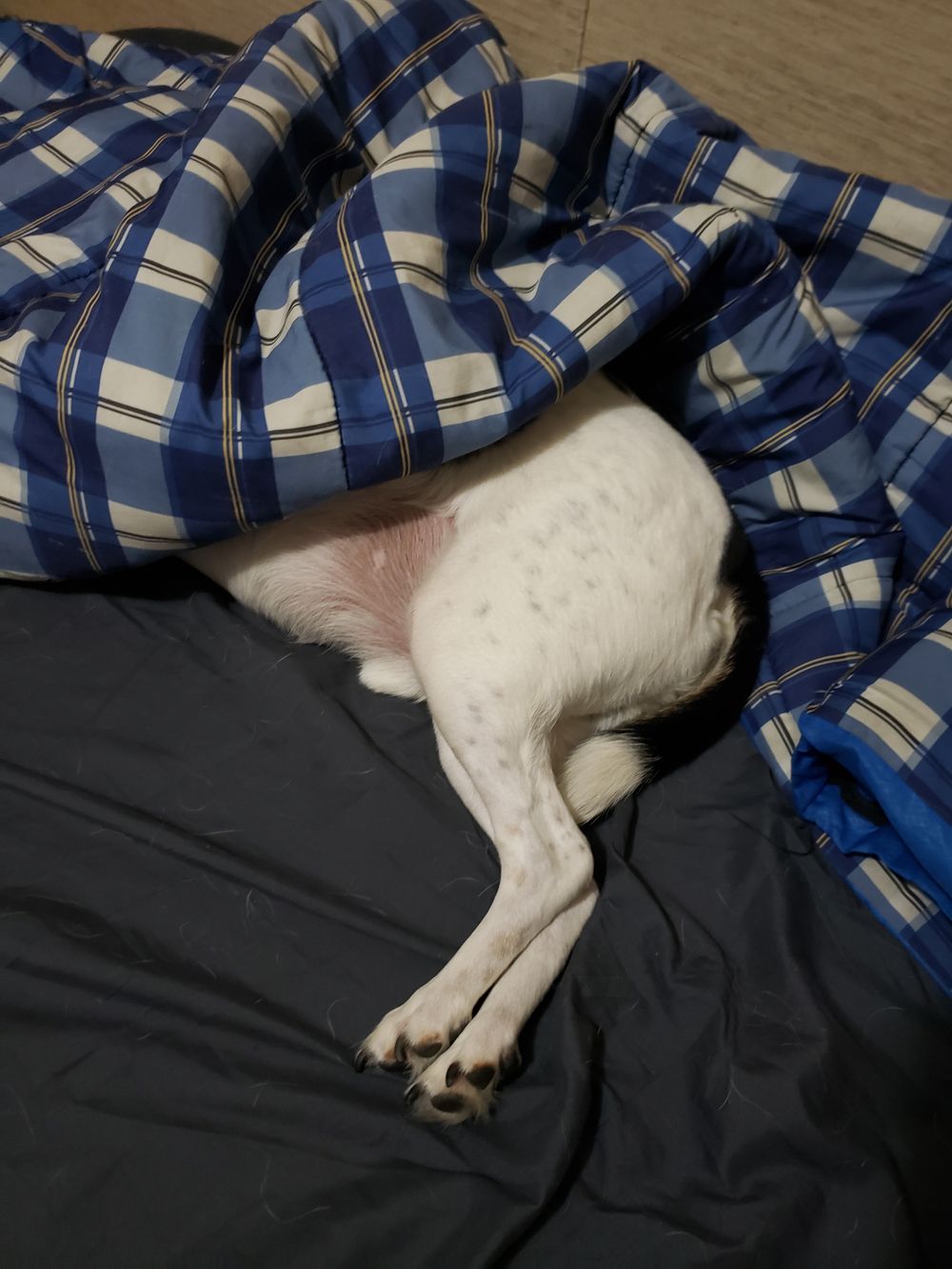 atreyu_the_dog OnlyFans profile picture