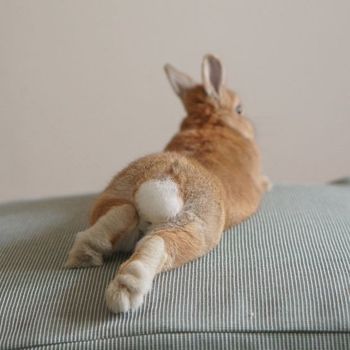 Abunny