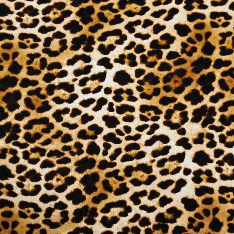 kittykat4u2 OnlyFans profile picture