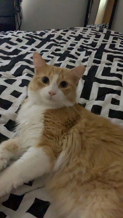 kittyfinder OnlyFans picture