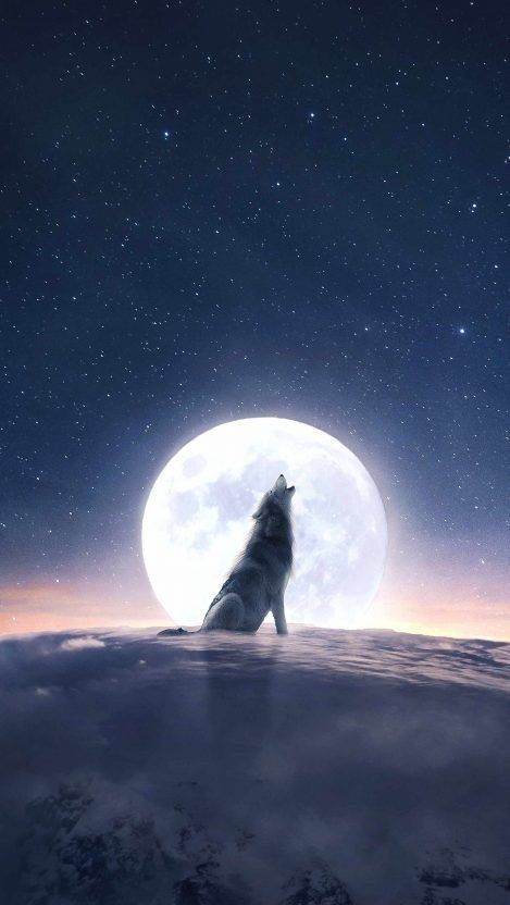 wolfbabevip OnlyFans profile picture