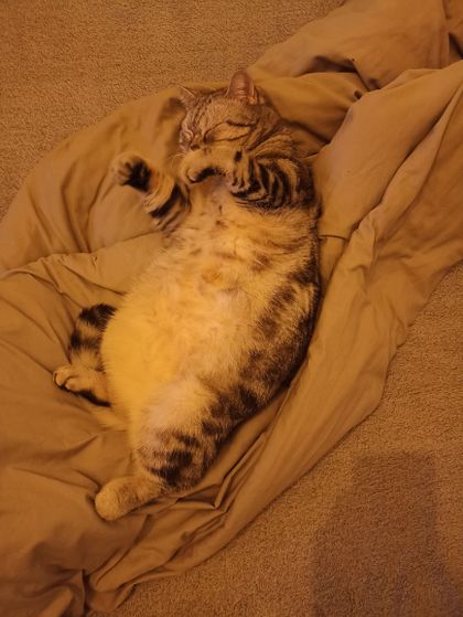 luchikukrainiancat OnlyFans picture