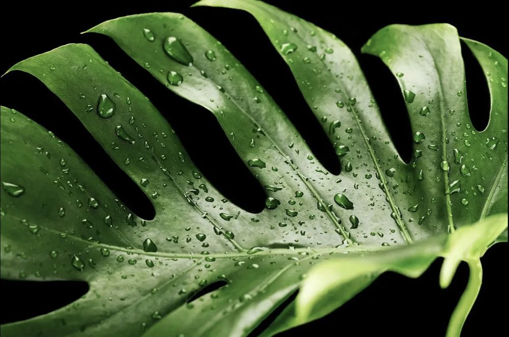 plant-lady OnlyFans profile picture