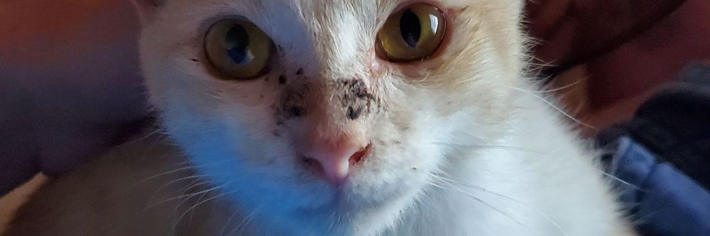 foxyandsmokey OnlyFans profile picture