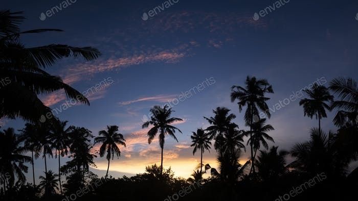 night_at_the_palms OnlyFans profile picture