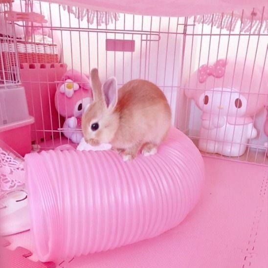 berrybunny2000 OnlyFans profile picture