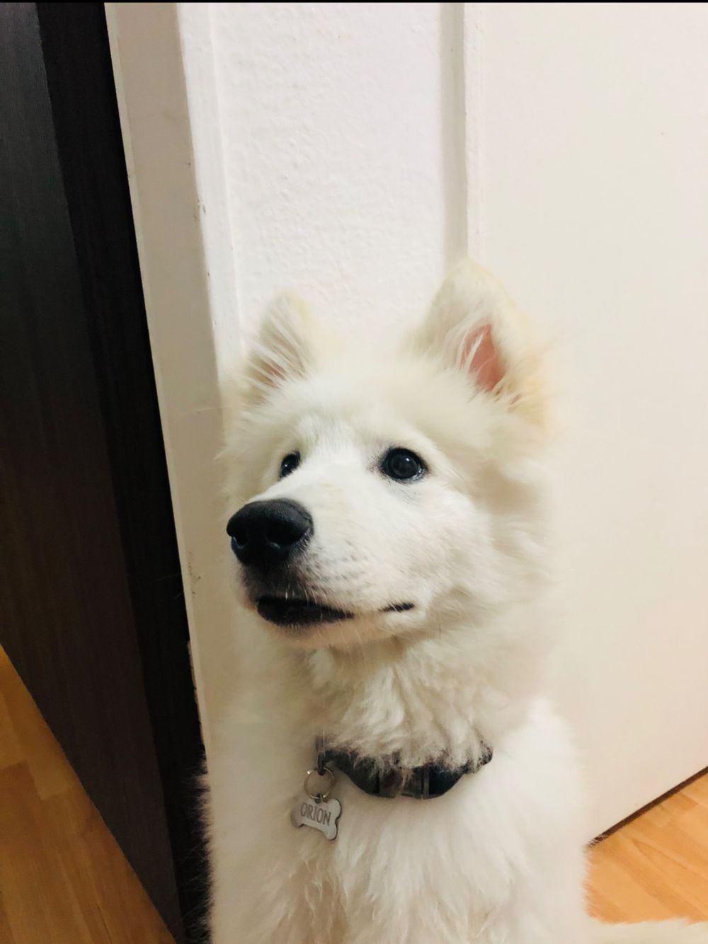 mypaw OnlyFans profile picture