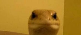 pienis OnlyFans profile picture