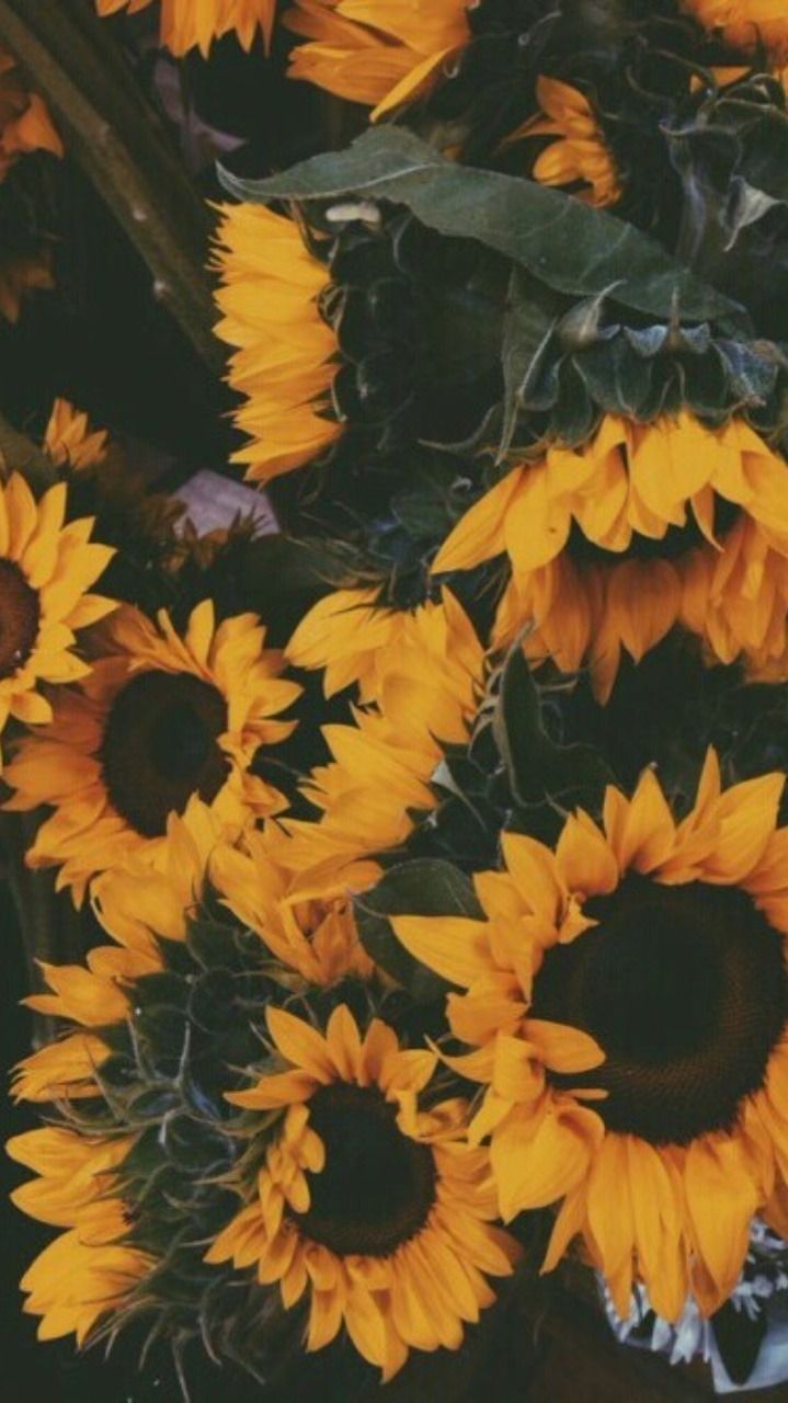 sunflowerlovergirl OnlyFans profile picture