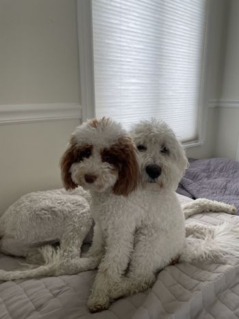 Darcy and Nino
